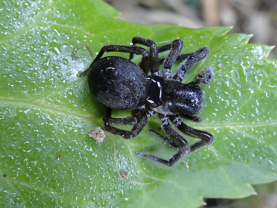 Amaurobius sp.